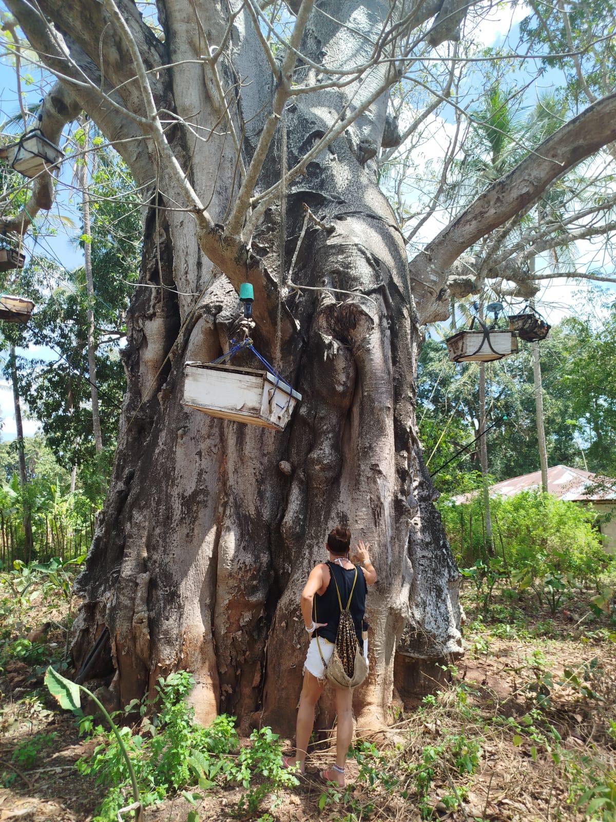 Grande baobab immerso nella vegetazione di Zanzibar