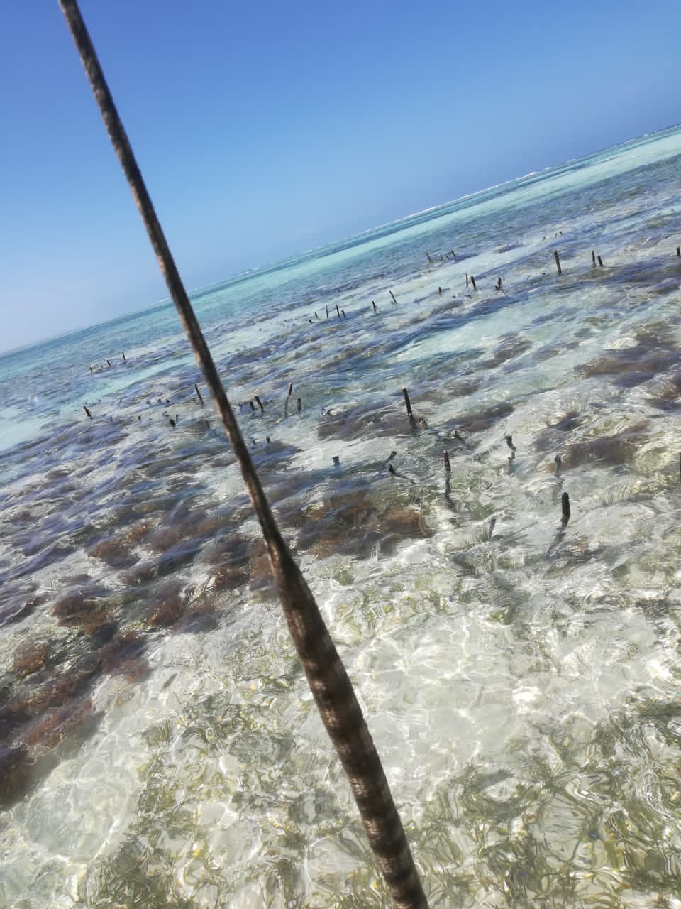Acque basse e paesaggio delle maree sulla costa di Zanzibar