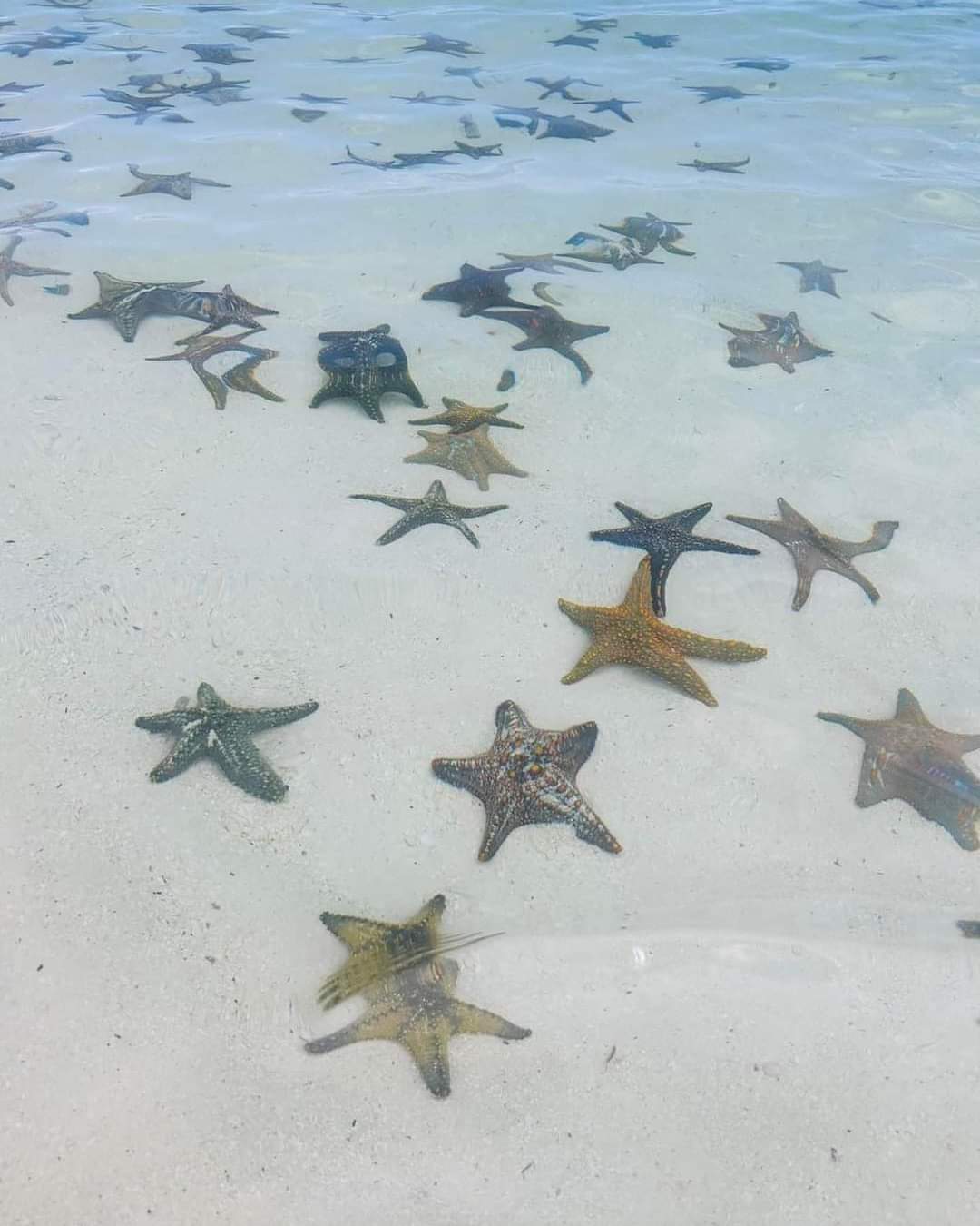 Stelle marine nelle acque basse e trasparenti di Zanzibar
